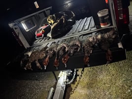 Duck Hunts