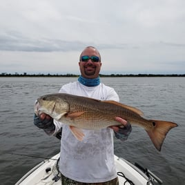 Bull Redfish And Shark Fishing