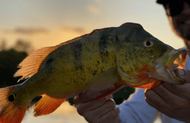 Everglades Peacock Bass Adventure