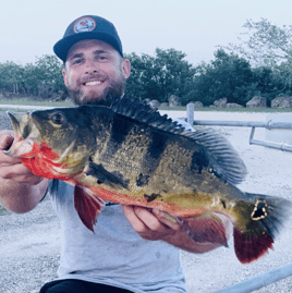 Everglades Peacock Bass Adventure