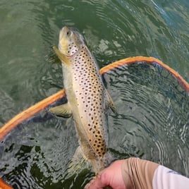 Trout & Bass Eastern Sierra 
