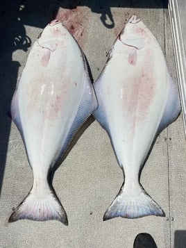 Ucluelet Salmon, Halibut & Lingcod
