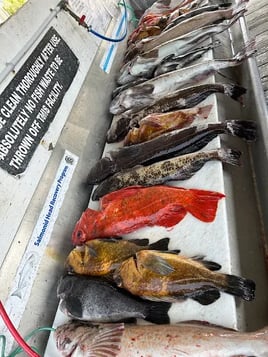 Ucluelet Salmon, Halibut & Lingcod