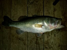 Top-Water Action Striper 2-4ppl 6am