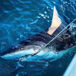 Shark Fishing