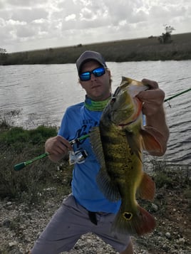Peacock And Largemouth Bass Fishing