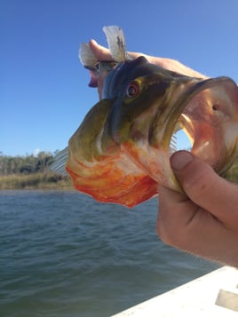 Peacock And Largemouth Bass Fishing