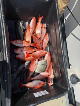 Nearshore & Reef Fishing