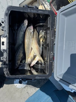 Saginaw Bay Trolling