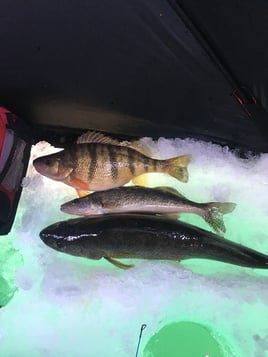 Ice Fishing 