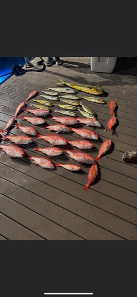 Red Snapper And King Fish 