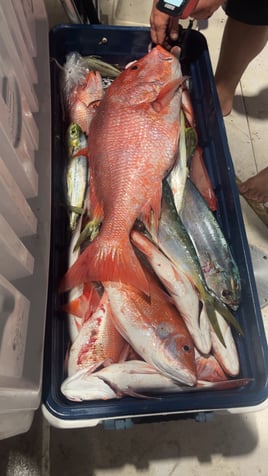 Red Snapper And King Fish 