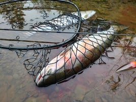 Wynoochee River Summer Steelhead