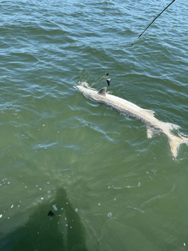 Sturgeon Fishing