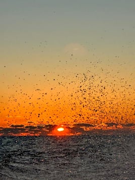 Saltwater Farewell
