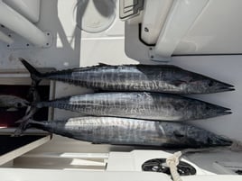 WAHOO ADDICTS! LFG!