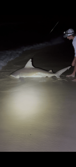 Nightime Shark Fishing Charter 