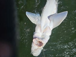 Catch And Release Sturgeon