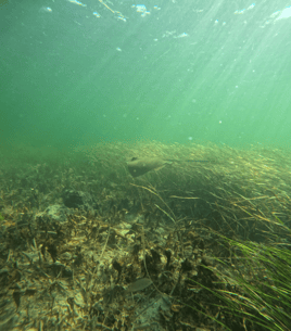 1/2 Day Private Scalloping Charter