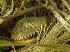 1/2 Day Private Scalloping Charter