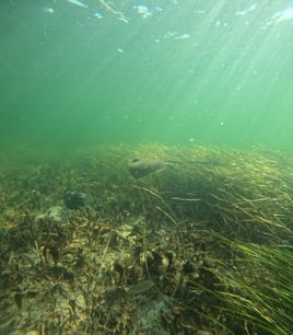 1/2 Day Private Scalloping Charter
