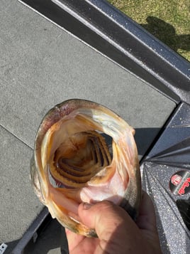 Santee Cooper Lakes 