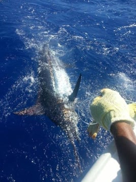 Bermuda Deep Sea Fishing