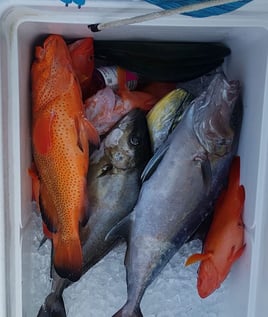 Reef Fishing