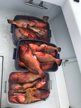 Reef Fishing