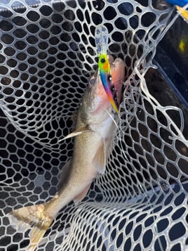 Lets Go Fishing