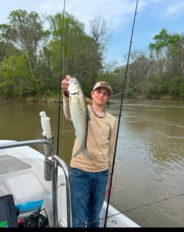 4-6 Hour Trip – Shad