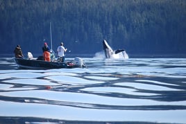 Sightseeing And Whale Watching