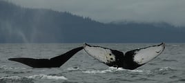 Sightseeing And Whale Watching