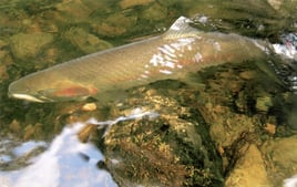 Freshwater Charter