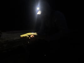 Night Time Trophy Trout Hunting 