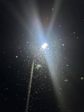 Night Time Trophy Trout Hunting 