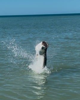 Tarpon Fishing Experience