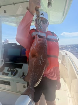 4-8 Hour Trip (Offshore)