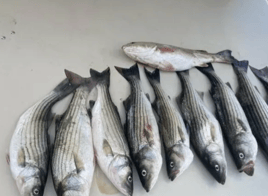 Full day Fishing Trip - 40’ Evans