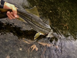 River Fishing