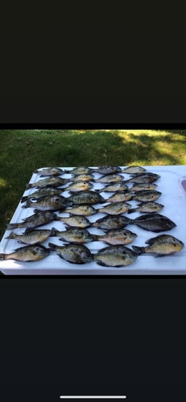 Panfish Trips