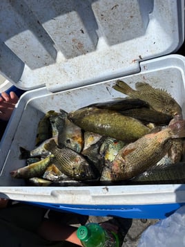 Panfish Trips