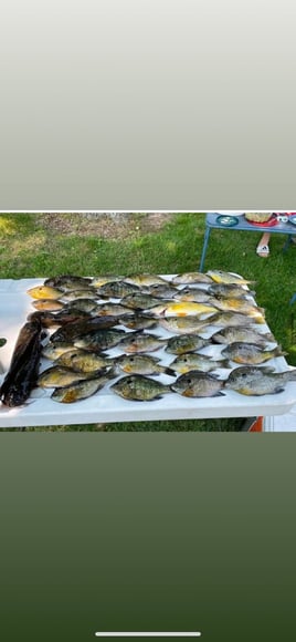 Panfish Trips