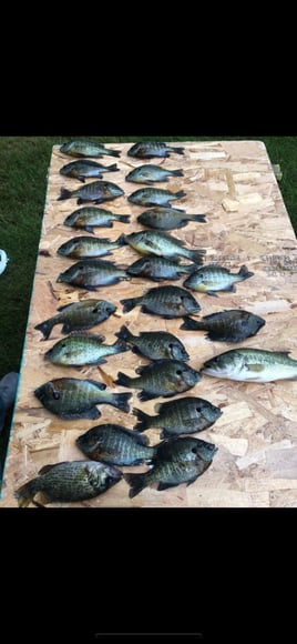 Panfish Trips