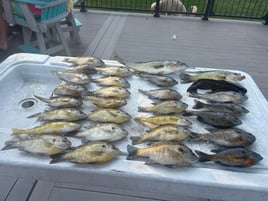 Panfish Trips