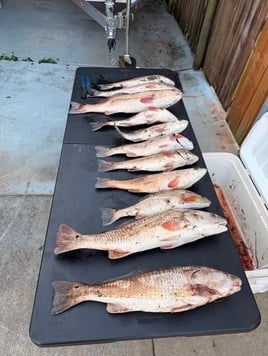     Louisiana Redfish Adventure