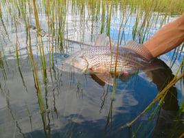 Redfish Flats Fishing Fly/Spin