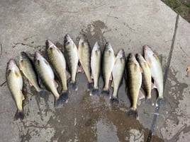 Bass And Walleye Trolling Trip