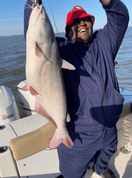 Summer Catfish/Perch