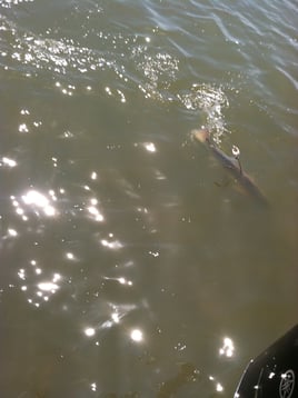 Port O'Connor And Seadrift Texas 